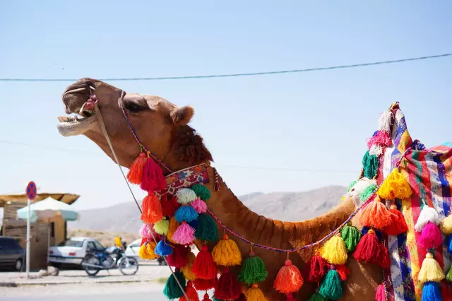 Camel - Pasargardae, outside Cyrus the Great grave