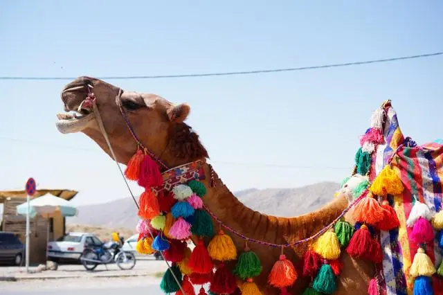 Camel - Pasargardae, outside Cyrus the Great grave